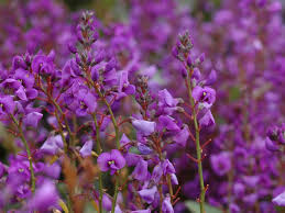 Image result for Hardenbergia