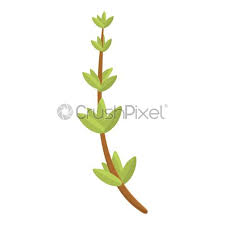 Le dessin est une technique de représentation visuelle sur un support plat. Feuilles D Icone De Thym Style Dessin Anim Vecteur Stock Crushpixel