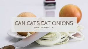 These ingredients are bad for cats, attacking their red blood cells. 14 Facts About Can Cats Eat Onions That Ll Make Your Cat S Health Better