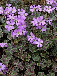 Oxalis Violacea Purple Butterfly Wood Sorrel Native To North America Butterfly Plants Shamrock Plant Dry Shade Plants