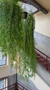 Image result for Nephrolepis biserrata