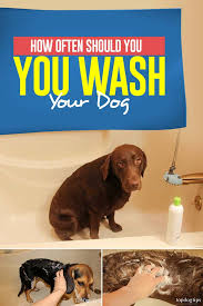 How Often Should You Wash Your Dog Your Dog Dog Wash Dog Skin