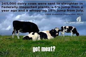 What Happens To Dairy Cows When They Stop Producing Milk One Green Planet