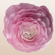 Image result for Ranunculus