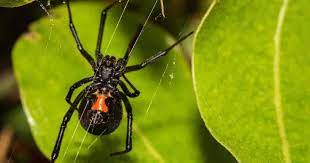 Oh no!) in my world, the name peter parker puts fear in the hearts of everyone who hears it. Wolf Spider Are Wolf Spiders Dangerous How To Get Rid Of Them