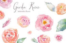 Garden Roses Watercolor Clip Art Watercolor Rose Watercolor Flowers Watercolor Clipart
