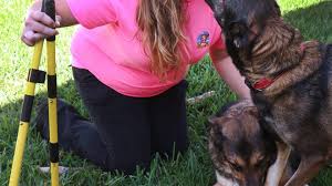 The business will be located in central detroit, michigan, and it will be focused on offering a number of pet related services such as pet waste removal and cleaning. Scoopin Doo Offers Animal Waste Removal In Volusia Flagler Counties