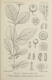 Image result for Vangueria mollis