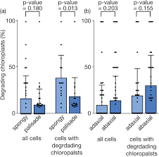 Howstuffworks takes a look at chloroplasts, the organelles in plant cells that turn sunlight into energy. Singlet Oxygen Leads To Structural Changes To Chloroplasts During Degradation In The Arabidopsis Thaliana Plastid Ferrochelatase Two Mutant Biorxiv