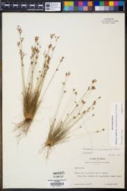 Image result for Bulbostylis clarkeana