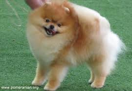 Orange Pomeranian Dog Pomeranian Colors Pomeranian Dog Pomeranian Puppy