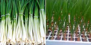 Growing Hydroponic Spring Onions A Full Guide Gardening Tips