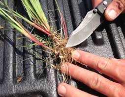 Becky Muller, Shelby County Extension