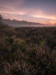 Wahner Heide Null Heide