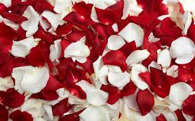 Red And White Rose Petals Wallpapers Pictures Red Rose Petals Red And White Roses Flower Wallpaper