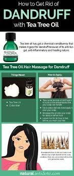 Tea Tree Oil An Effective Remedy For Dandruff And Dry Scalp A Pre Requisite For Pretty And Long Tress Tea Tree Oil Hair Tea Tree Oil For Acne Dandruff Remedy