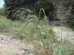 Image result for Panicum aequinerve