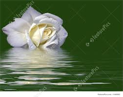 Water beautiful white flowers images. Flowers Beautiful White Rose Floating In Water Stock Picture Floating In Water White Roses Flower Pictures