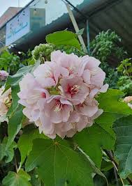 Image result for Dombeya burgessiae