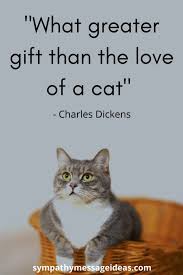 #cats #funnycats #wordsmatter #quotes #catquotes #funnyanimals #quotes #shortquotes 1. 41 Heartfelt Loss Of Cat Quotes And Images Sympathy Card Messages