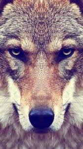 Use our handy online calculator to see what size vent fan you need for your home. Animal Wolf Animalphotography Animal Photography Wolves Wolf Spirit Animal Wolf Wallpaper Wolf Photography