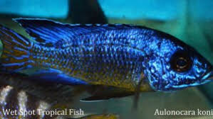 Image result for Catunaregam stenocarpa