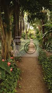 Vor allem die drachenbäume sind auf teneriffa außergewöhnlich hoch und sehenswert. Botanischer Garten Teneriffa Santa Cruz De Teneriffe Wandposter Poster Blume Verrotten Dschungel Myloview De