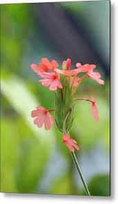 Image result for Crossandra nilotica