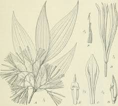 Image result for Corymborkis corymbis