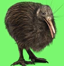Le Pain Nocif Pour Les Oiseaux Les Explorateurs