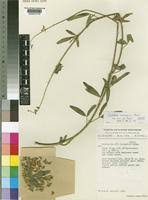 Image result for Crotalaria kirkii
