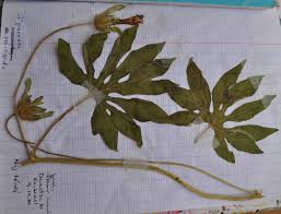 Image result for Ipomoea pes-tigridis