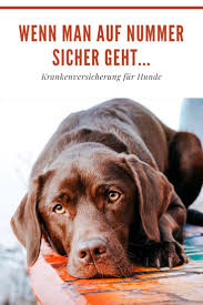 Pin Auf Hunde Gesundheit