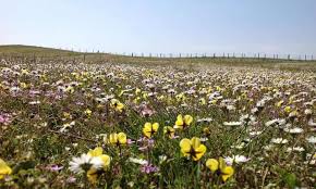 Spring flowers are a reminder that summer is just around the corner and as such, they're a popular option when it comes to adding life and colour to we'd love to know what flowers you use to brighten your home and if you have any recommendations or secret tips for making them last even longer… 10 Of The Best Places In Britain To See Spring Flowers Readers Tips United Kingdom Holidays The Guardian
