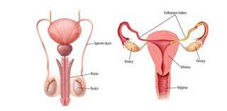 Then prove your medicinal knowledge on this basic medicine quiz that will teach you all about health and the human body! Male And Female Reproductive System Quiz Proprofs Quiz