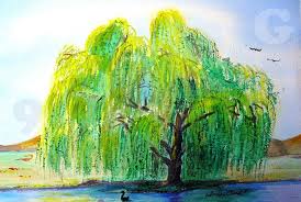 How cherokee make aspirin from a willow tree. Gc7h6g7 Wonderful Willow Unknown Cache In Colorado United States Created By Drpolleyclass