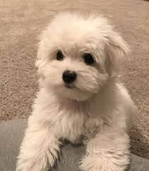 Coton de tulear dogs are known for their kind and playful personalities, along with their beautiful an estimated several hundred years ago the coton de tulear was found in madagascar, although how. Coton De Tulear Puppies Online Shopping