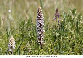 Image result for Orobanche