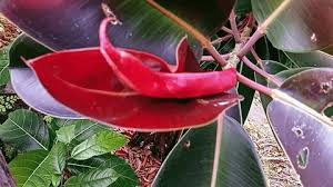 Image result for ficus elastica flower