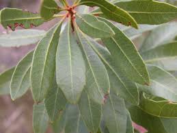 Image result for Myrica