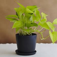 The Neon Pothos One Of Our Favorite Easy Care Low Light Tolerant Houseplants Plants Neon Pothos Making Plant Pots