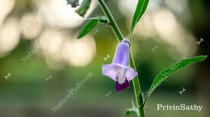 Image result for Ceratotheca sesamoides