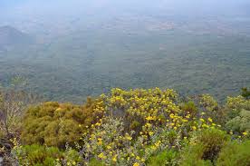 Image result for Bothriocline inyangana