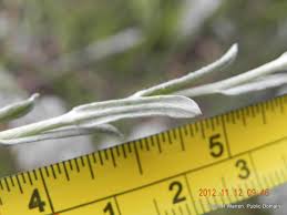 Image result for Helichrysum aureo-nitens