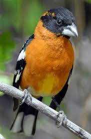 Discover the magic of the internet at imgur, a community powered entertainment destination. Black Headed Grosbeak Flathead Audubon Society