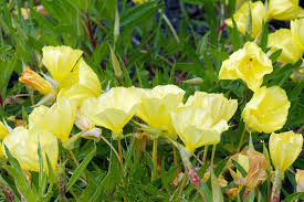 Image result for Primrose Yellow 1958 Admiral