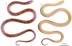 Image result for Atractus cerberus