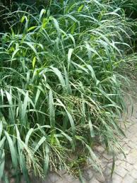 Image result for Panicum carneovaginatum