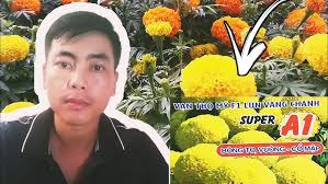 đánh giá giống vạn thọ tết super A1 rồng vàng