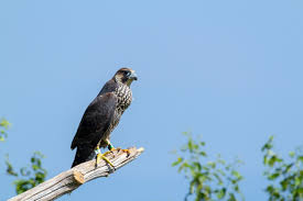Often a falcon can be seen circling a church spire, snatching suddenly at one of the hundreds of wild pigeons that are the scourge of. Peregrine Falcon Shenandoah National Park U S National Park Service